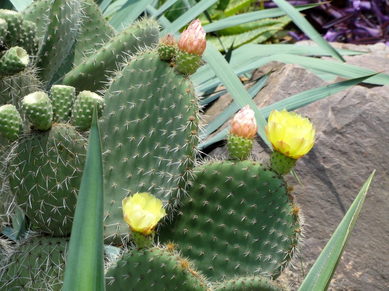Arborescent Pricklypear photo 3
