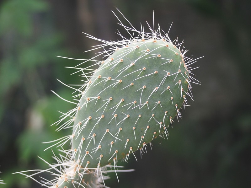 Arborescent Pricklypear photo 4