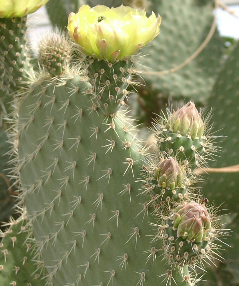 Arborescent Pricklypear