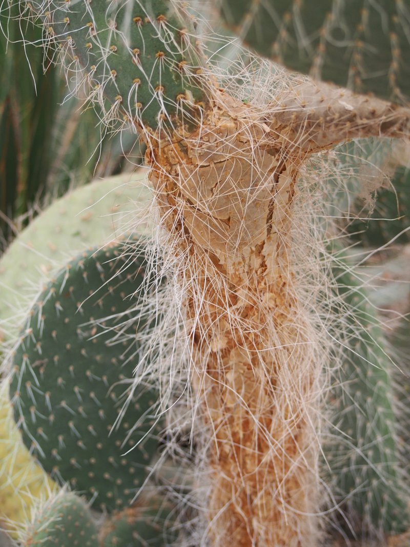 Arborescent Pricklypear photo 5