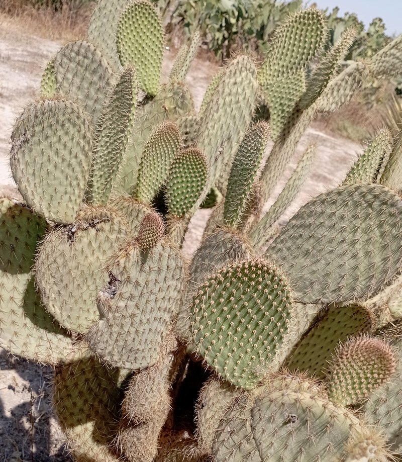Arborescent Pricklypear photo 6