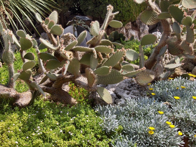 Arborescent Pricklypear photo 7