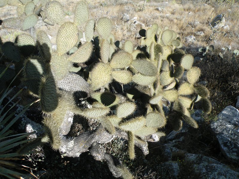 Arborescent Pricklypear photo 8