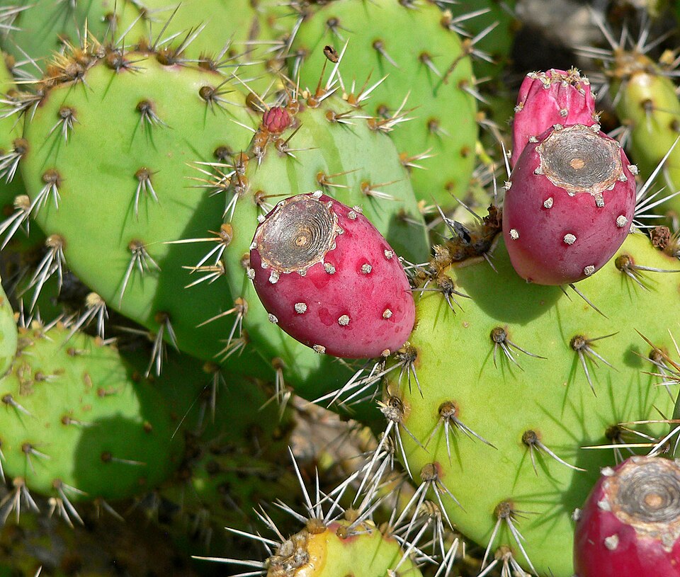 Coastal Pricklypear