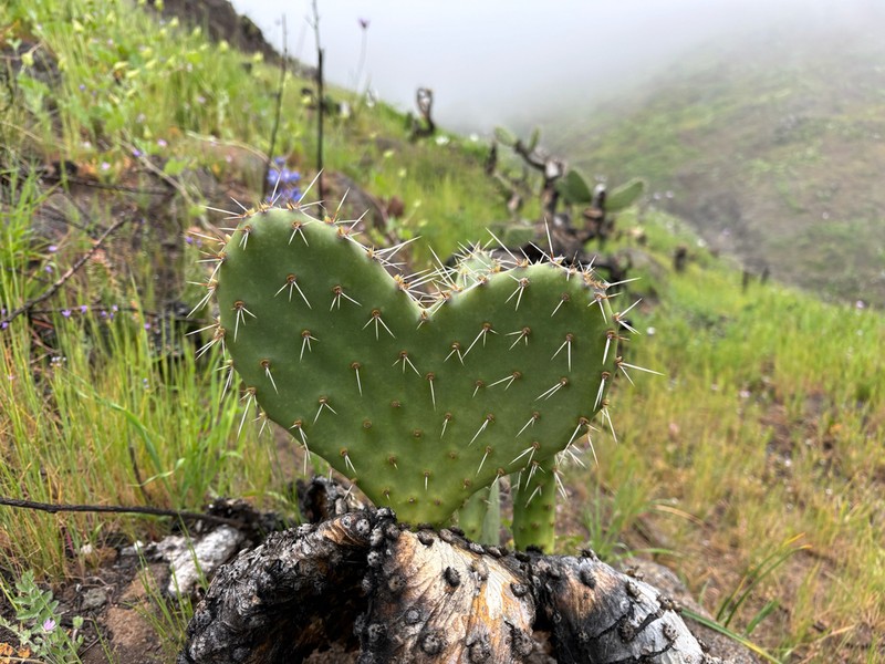Coastal Pricklypear photo 2