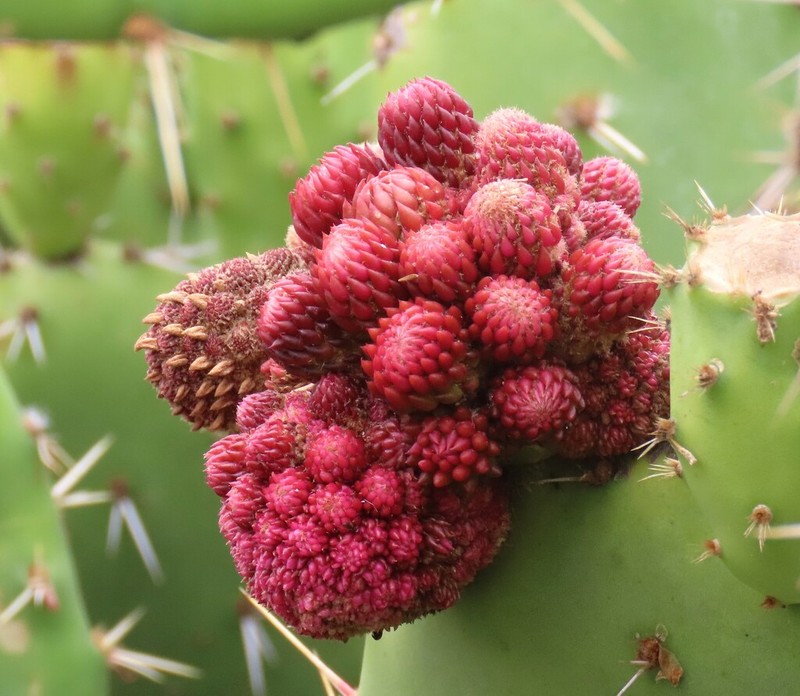 Coastal Pricklypear photo 3