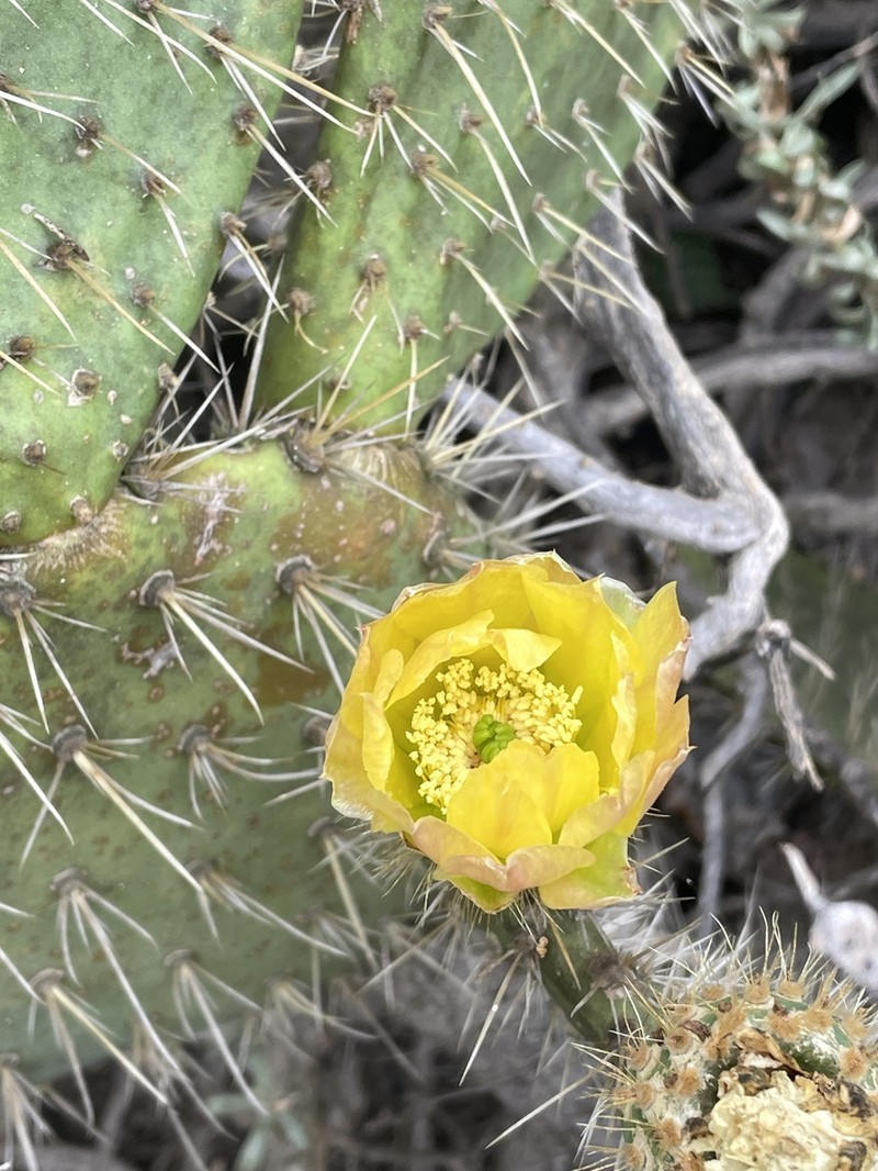 Coastal Pricklypear photo 4