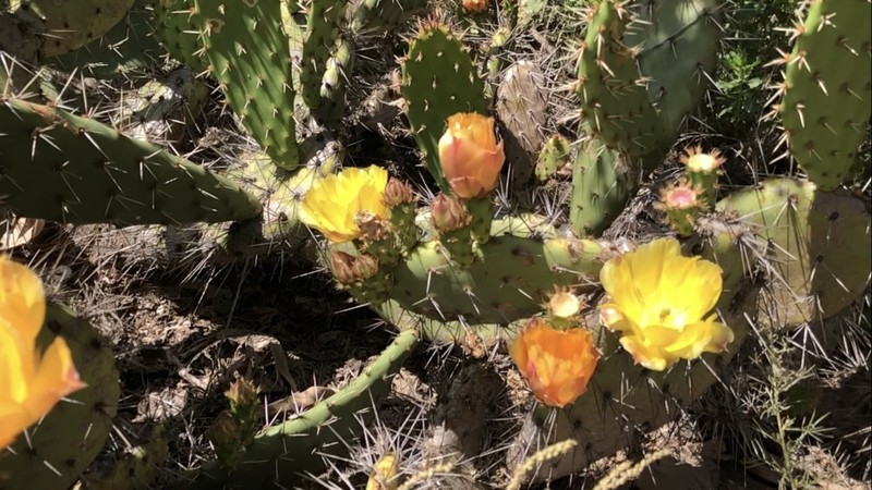 Coastal Pricklypear photo 5