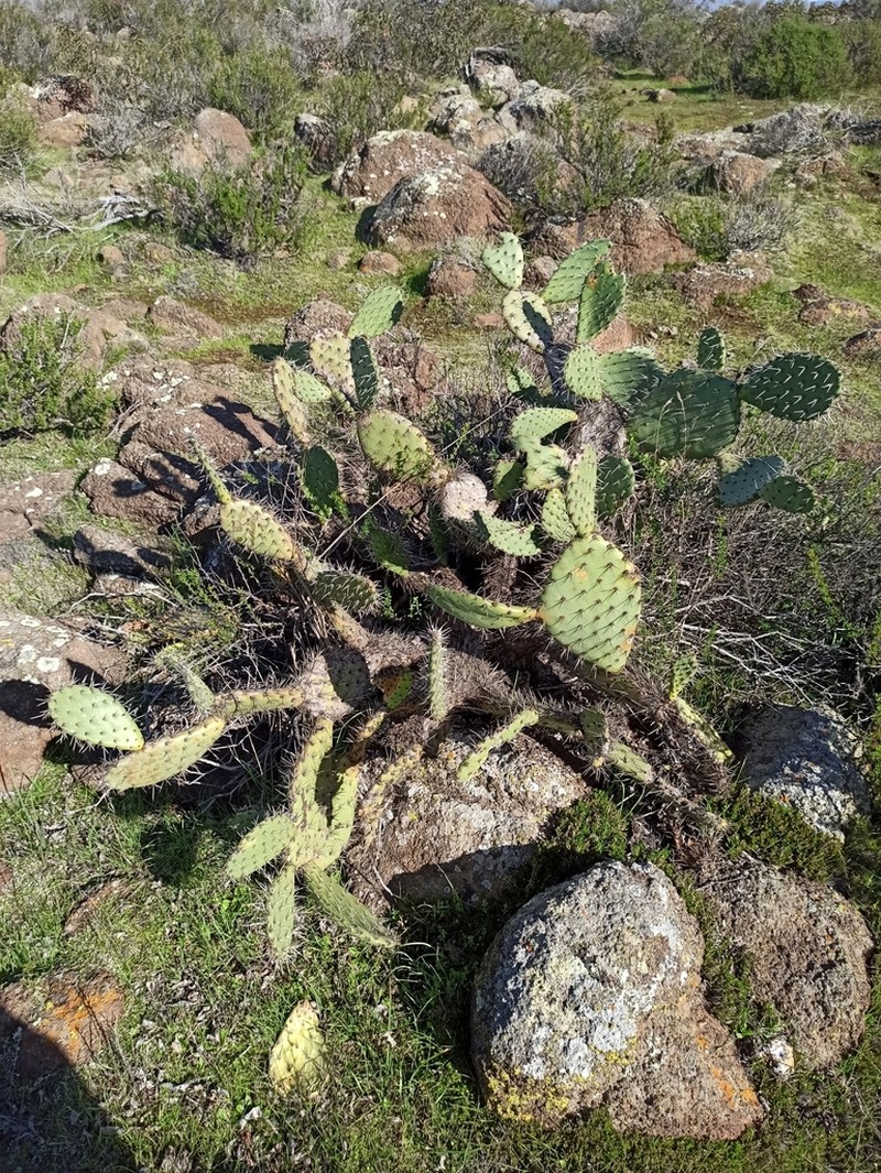 Coastal Pricklypear photo 6