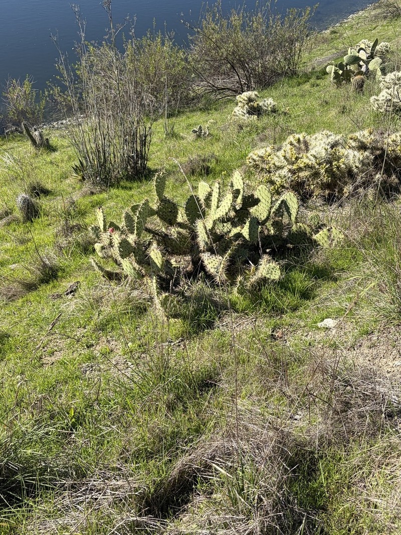 Coastal Pricklypear photo 7