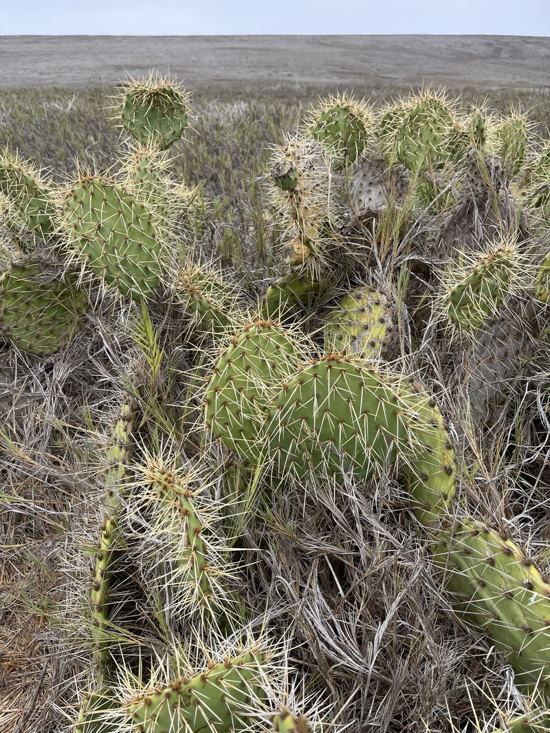 Opuntia littoralis var. littoralis