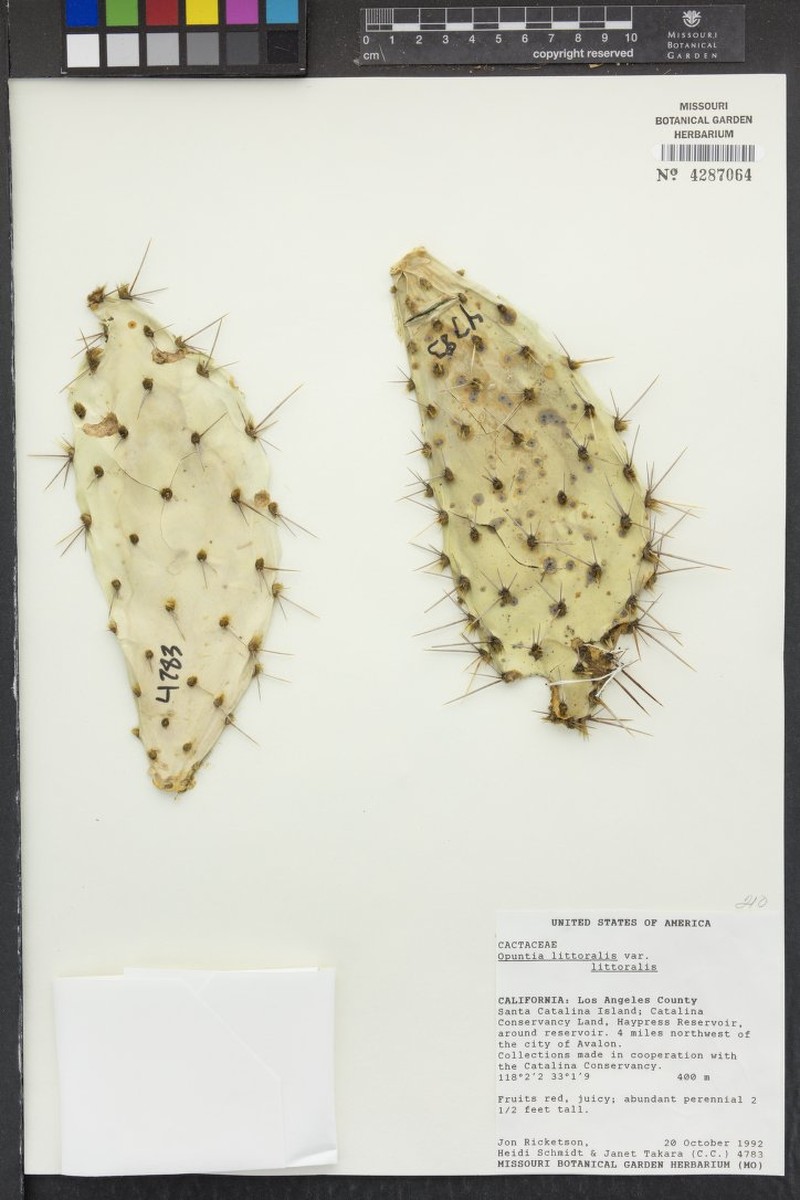 Opuntia littoralis var. littoralis photo 2