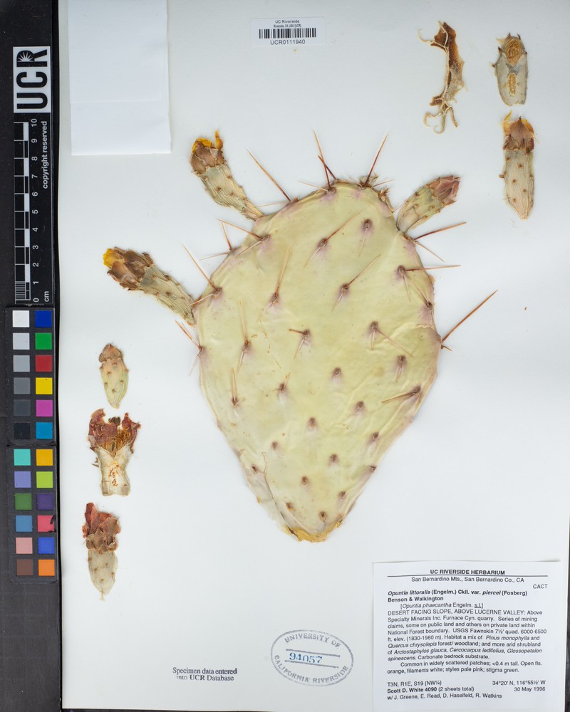 Opuntia littoralis var. piercei