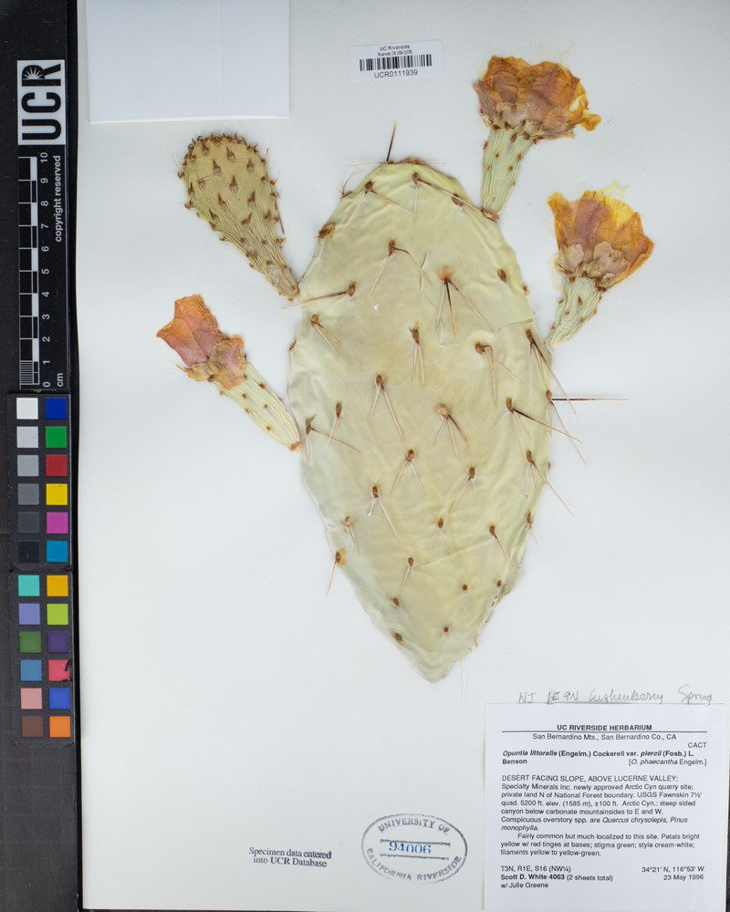 Opuntia littoralis var. piercei photo 2