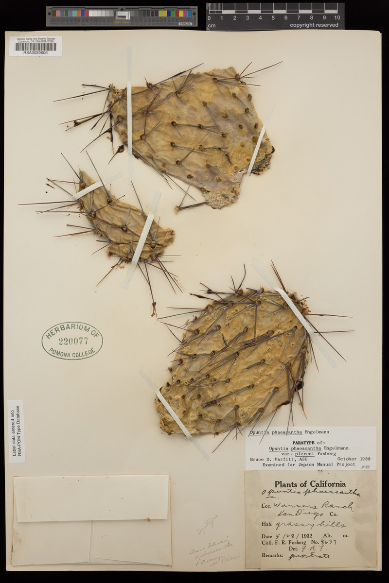 Opuntia littoralis var. piercei photo 3