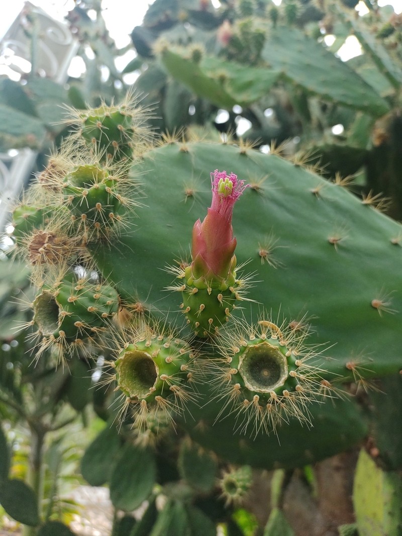 Opuntia lutea