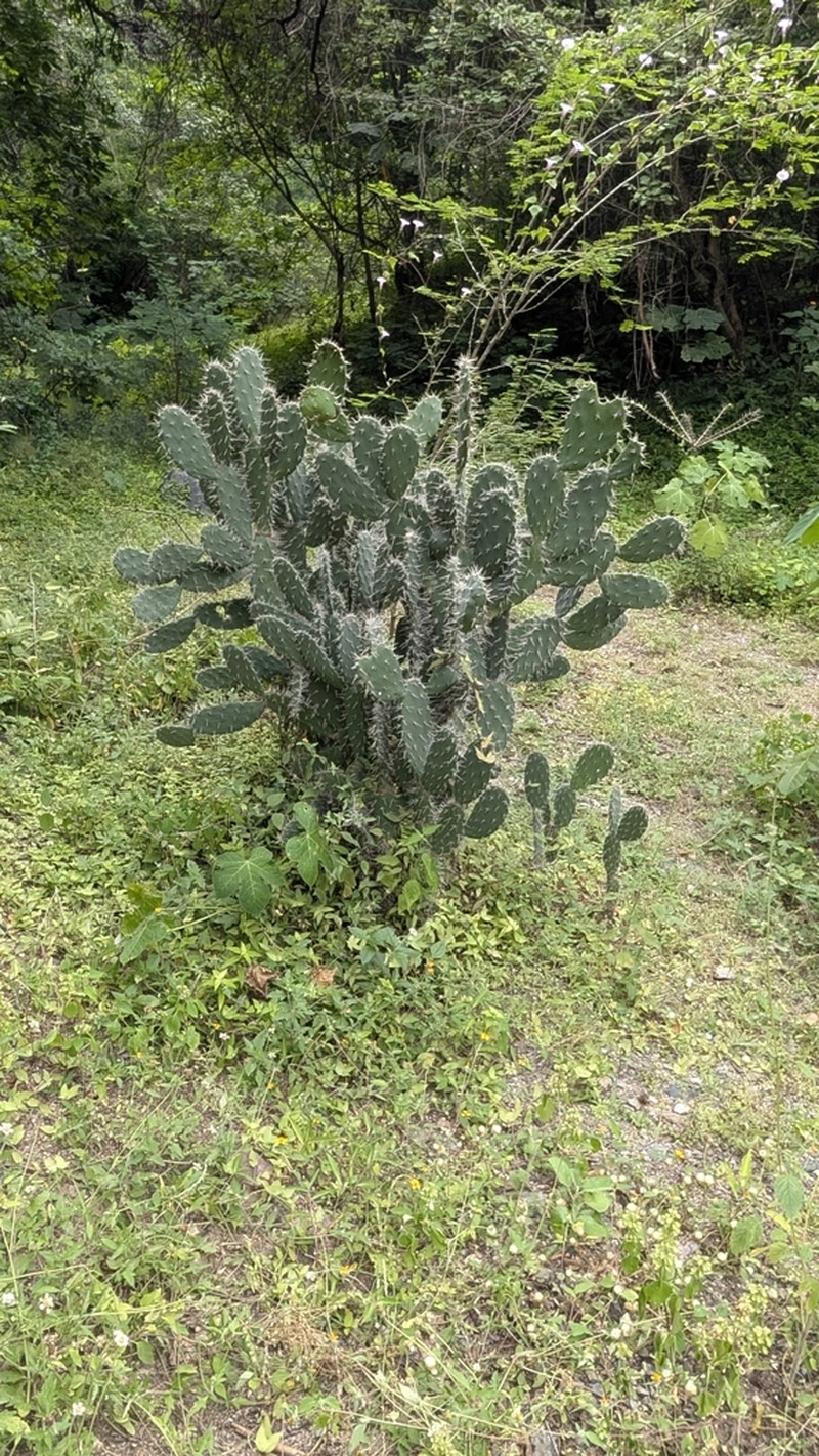 Opuntia lutea photo 2