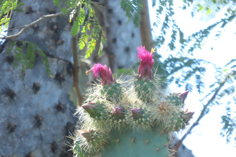 Opuntia lutea photo 3