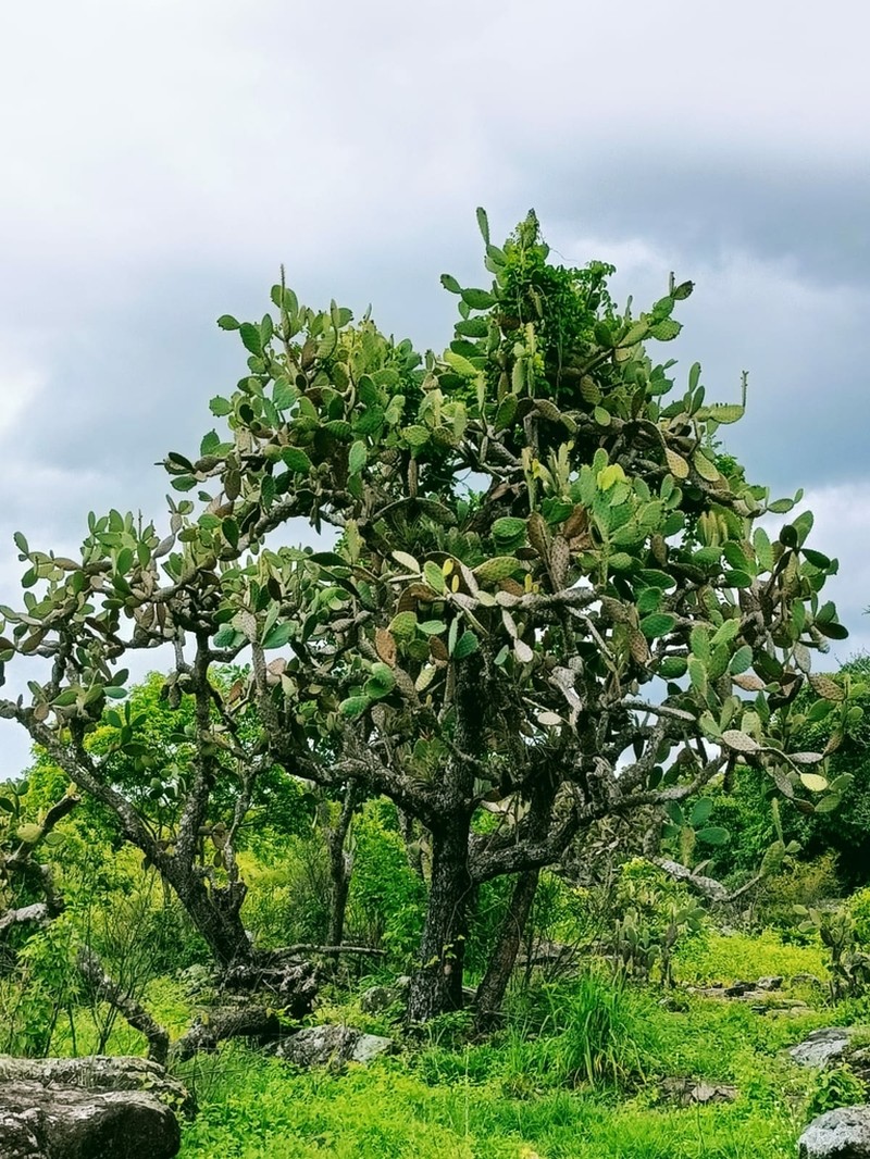 Opuntia lutea photo 4