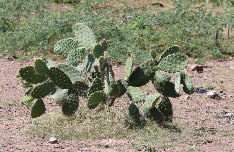 Opuntia lutea photo 5