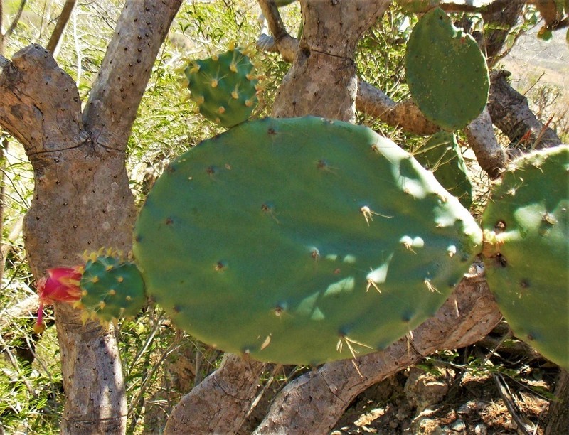 Opuntia lutea photo 6