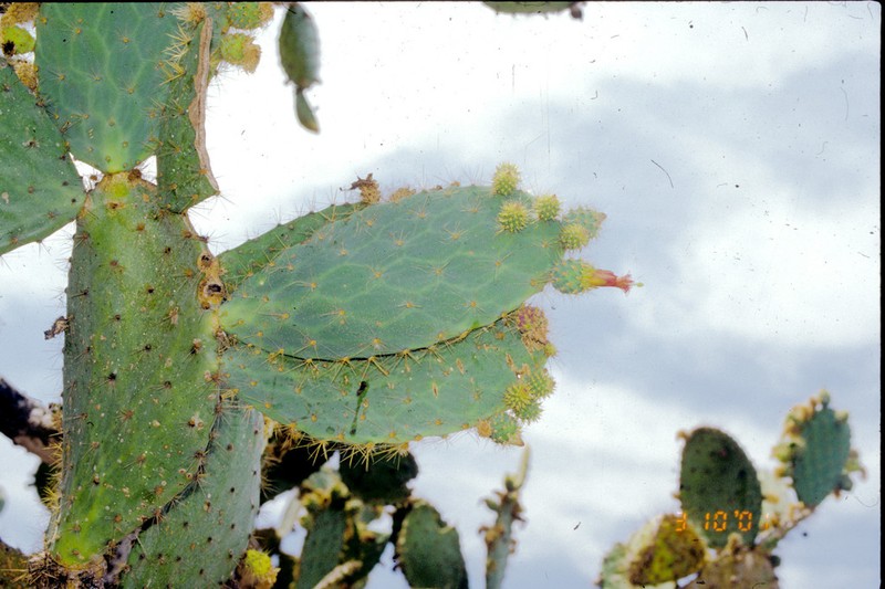 Opuntia lutea photo 7