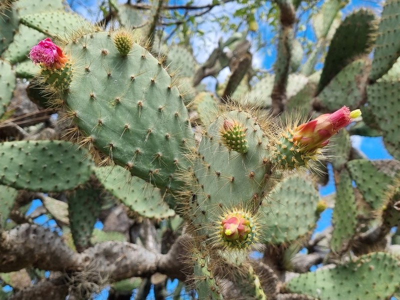 Opuntia lutea photo 8