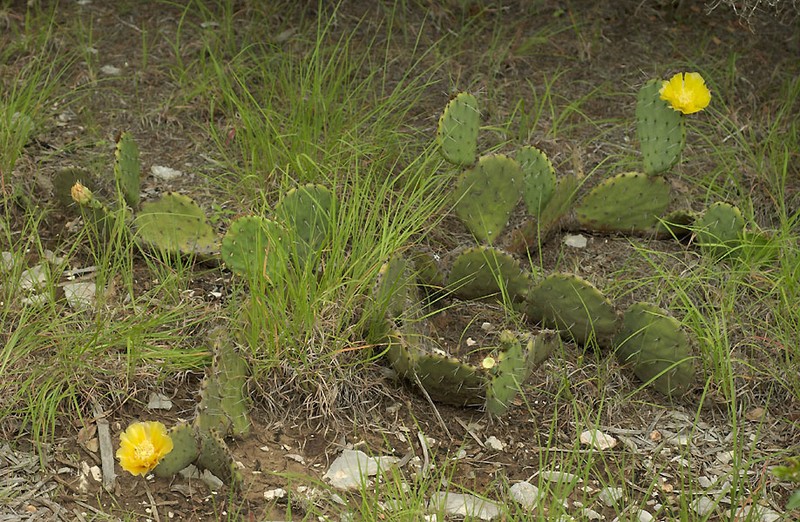 Edwards' Pricklypear