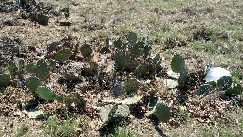 Edwards' Pricklypear photo 2
