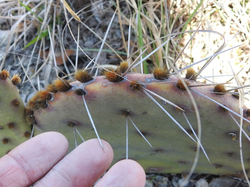 Edwards' Pricklypear photo 3