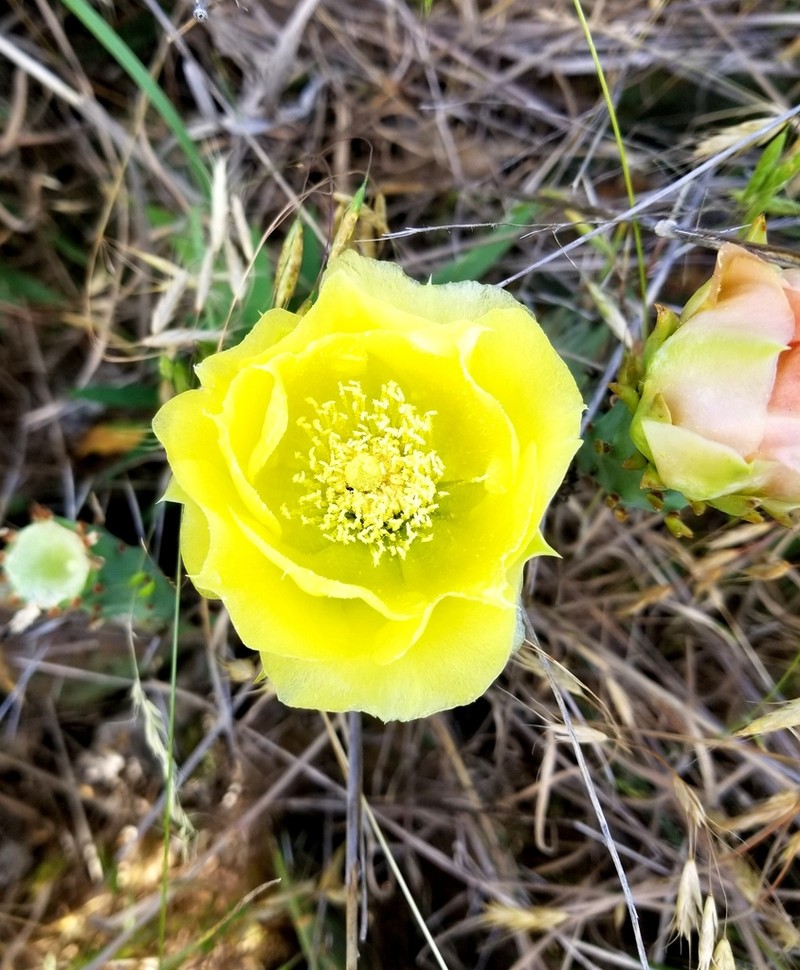 Edwards' Pricklypear photo 4