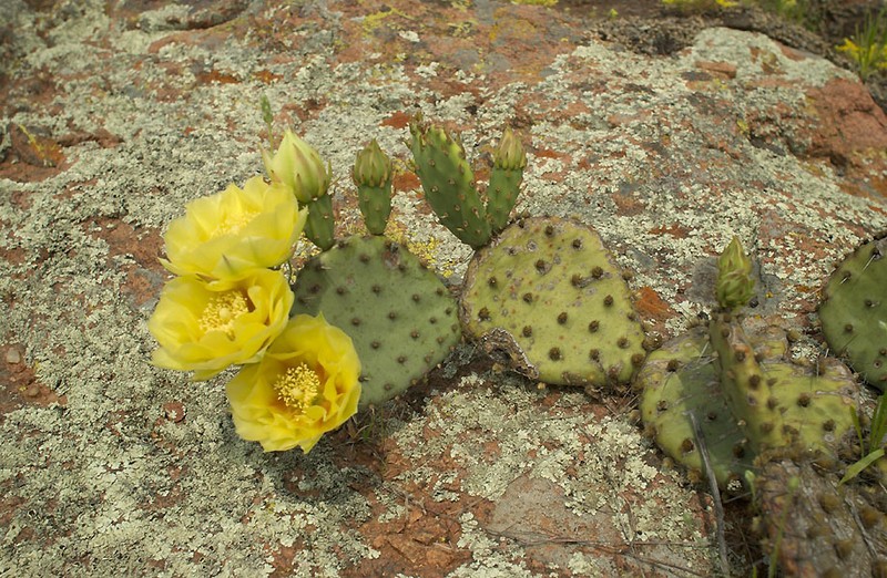 Edwards' Pricklypear photo 5