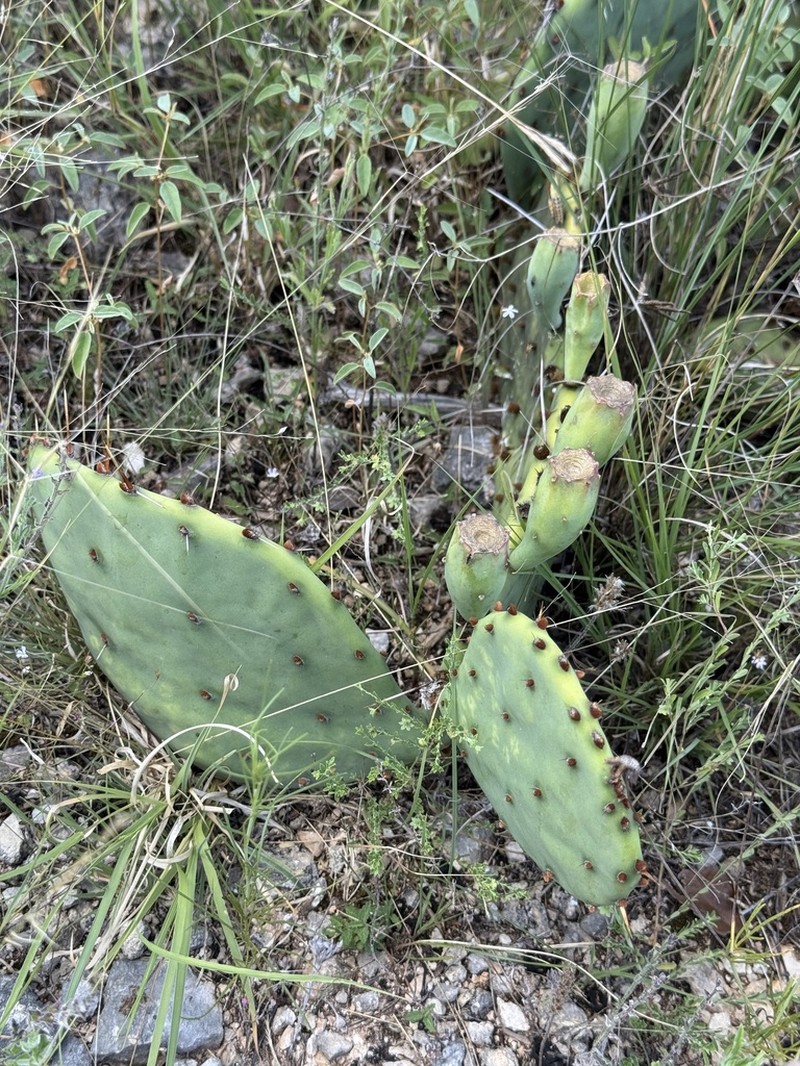 Edwards' Pricklypear photo 6