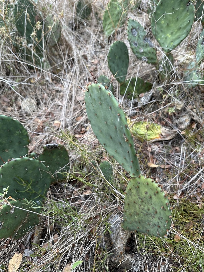 Edwards' Pricklypear photo 7