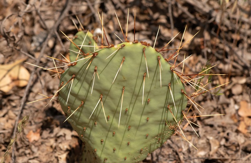 Edwards' Pricklypear photo 8