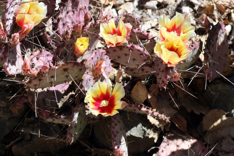 Purple Pricklypear photo 4