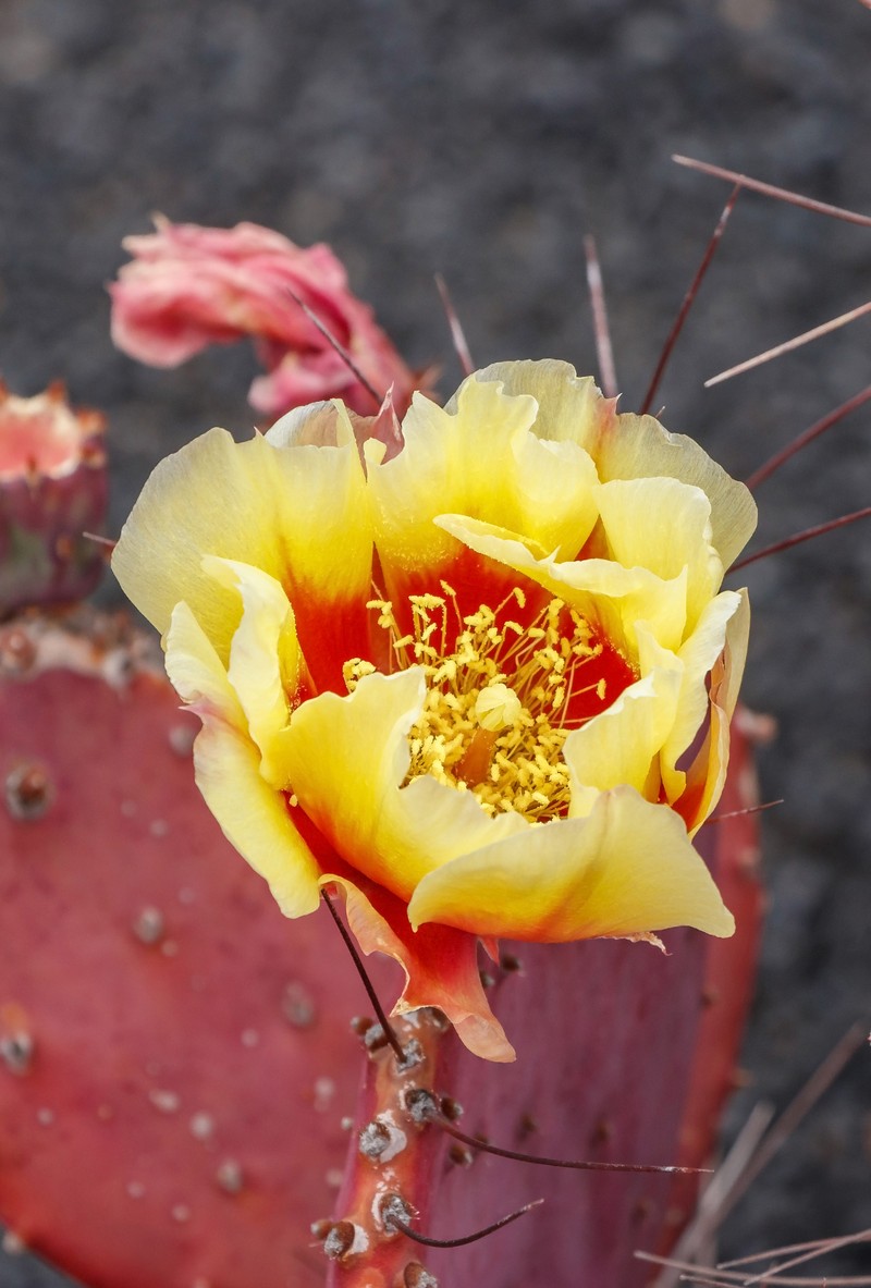 Purple Pricklypear photo 3