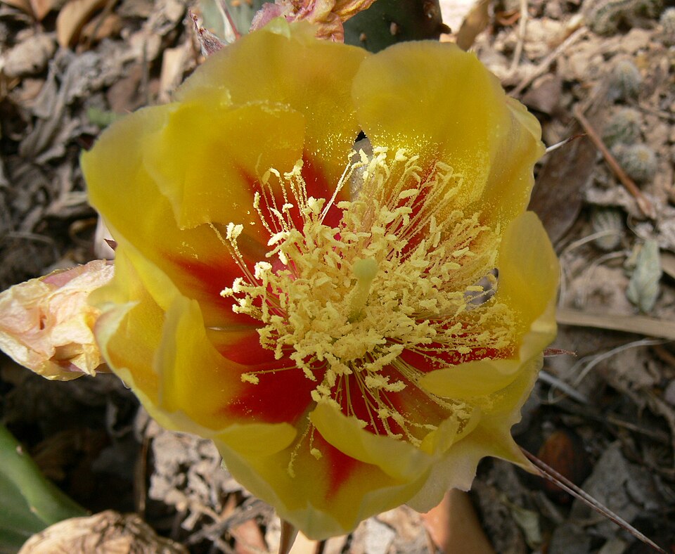 Purple Pricklypear photo 5