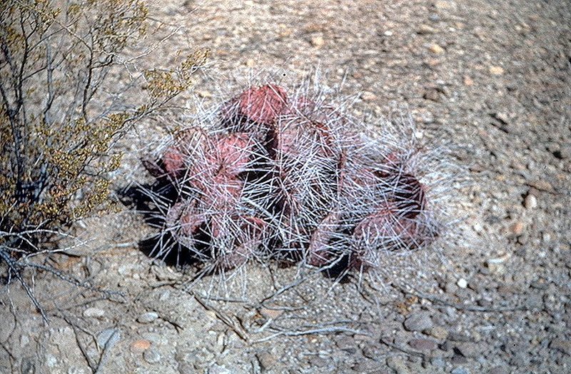 Purple Pricklypear photo 6