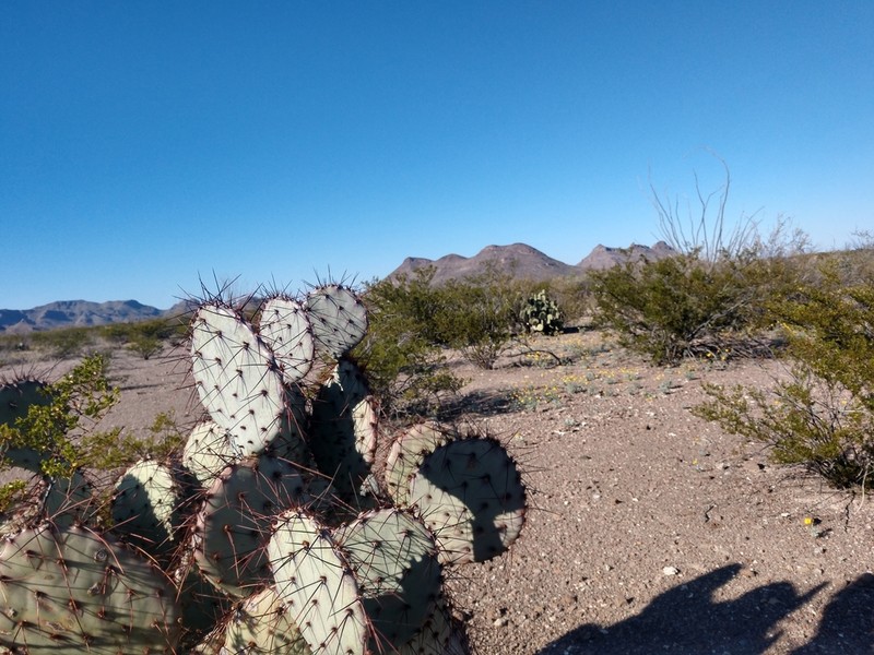Purple Pricklypear photo 6