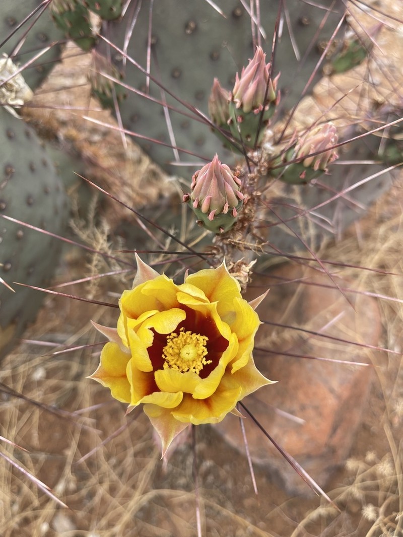 Purple Pricklypear photo 7