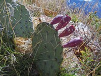 Twistspine Pricklypear
