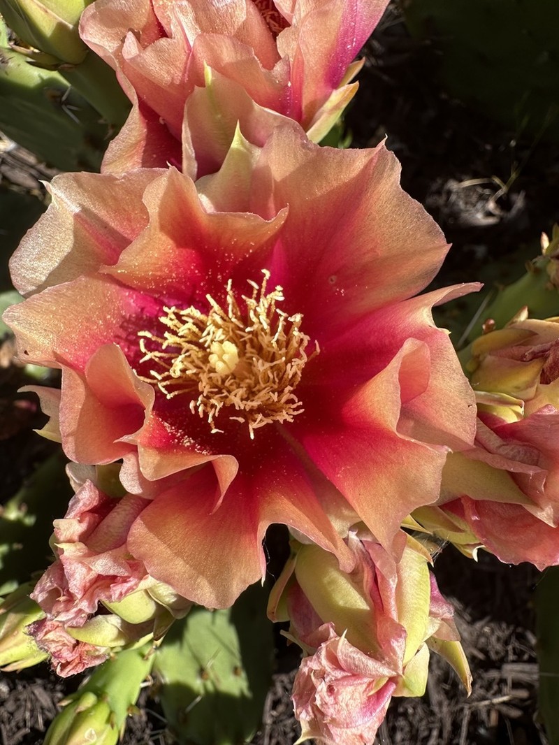 Twistspine Pricklypear photo 2