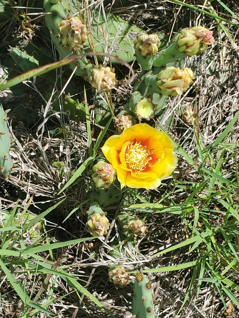 Twistspine Pricklypear photo 3