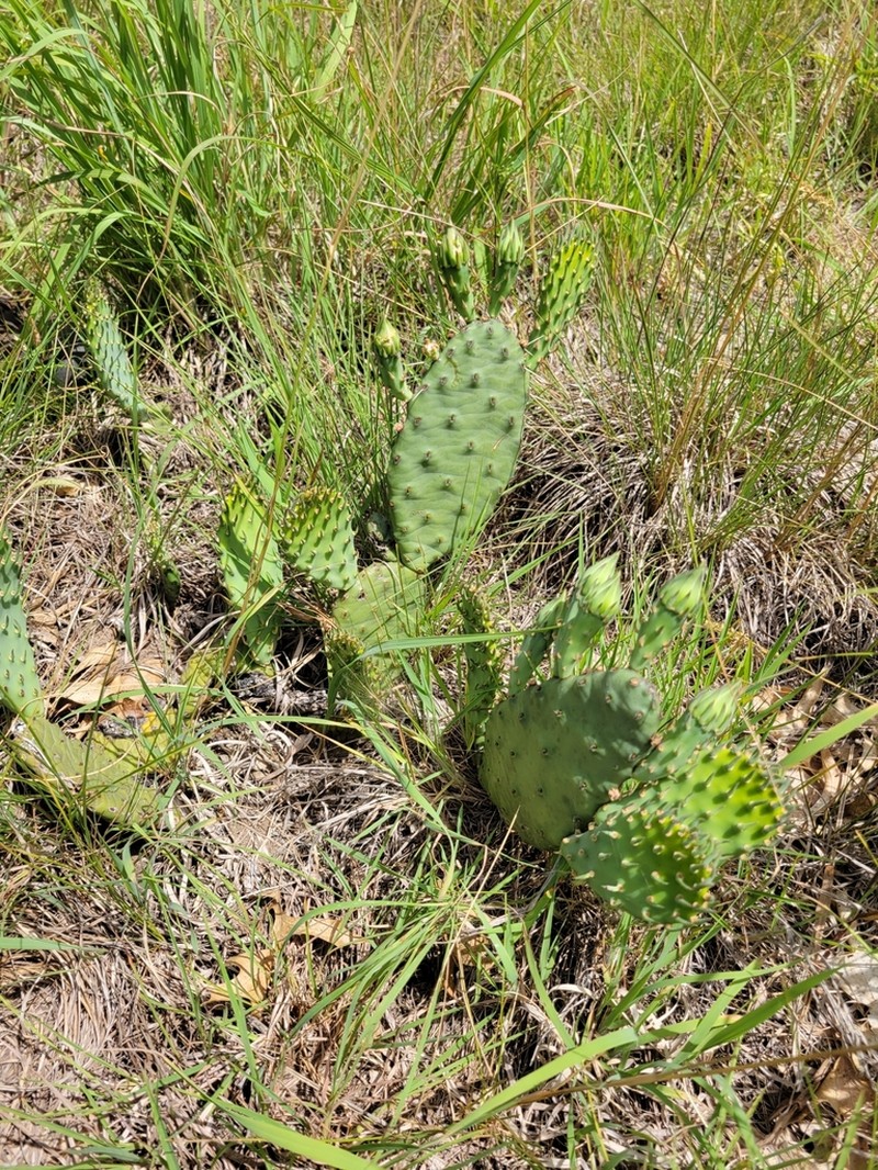 Twistspine Pricklypear photo 4