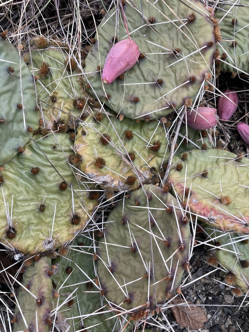 Twistspine Pricklypear photo 5