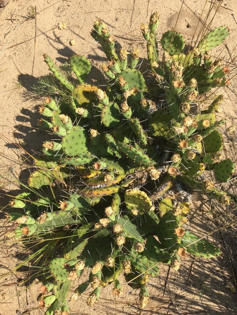 Twistspine Pricklypear photo 6