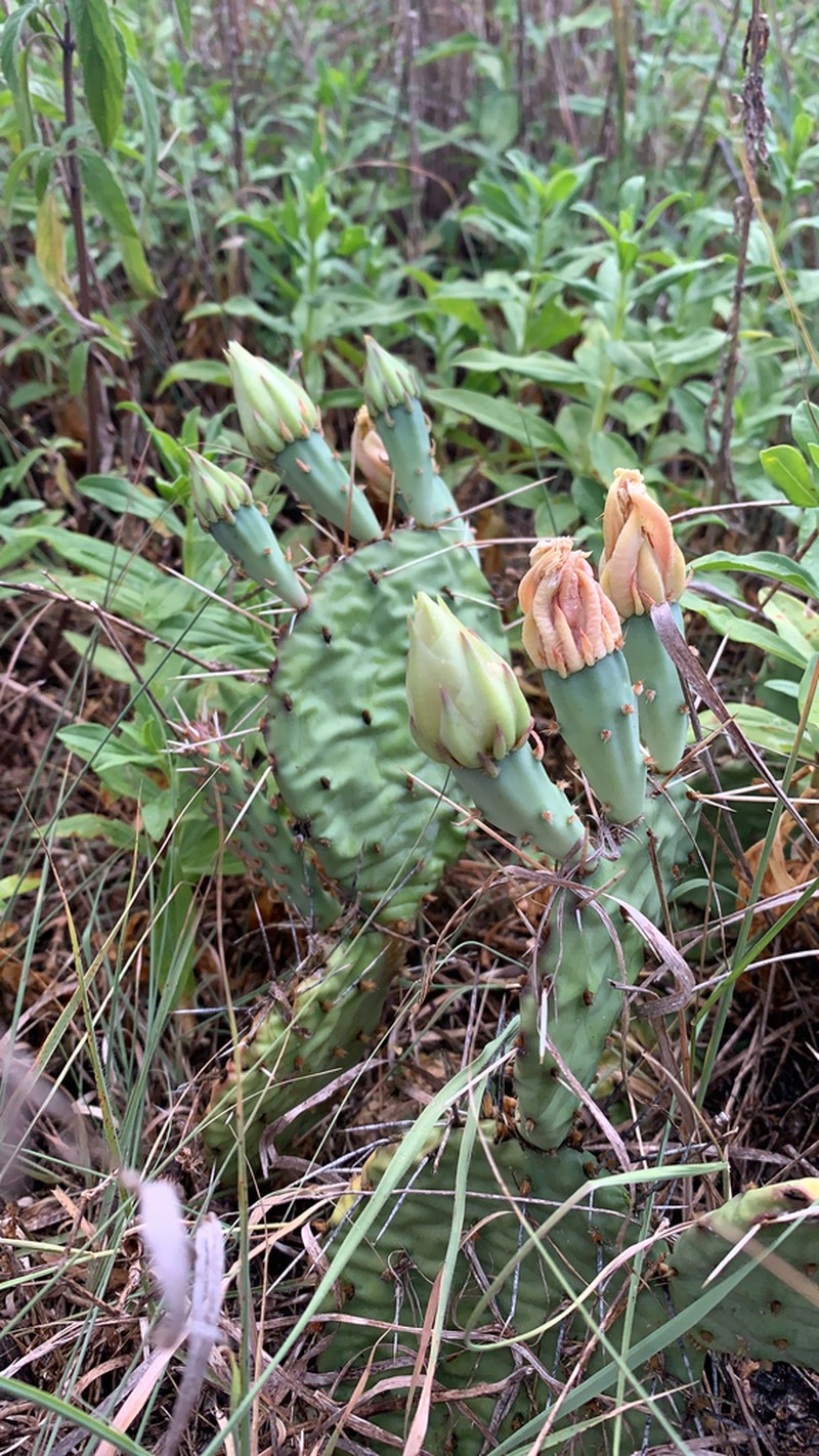 Twistspine Pricklypear photo 7