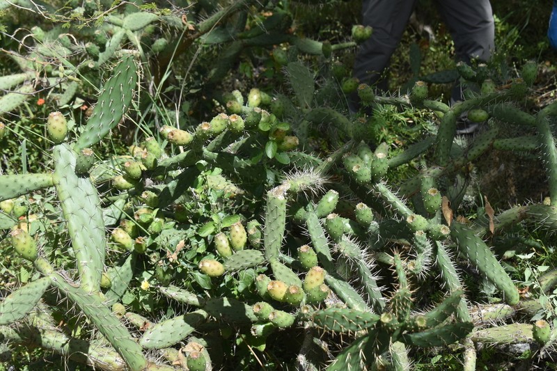 Opuntia mantaroensis photo 3