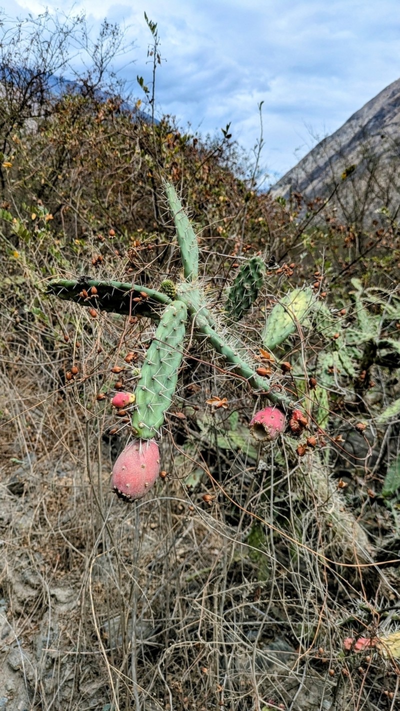 Opuntia mantaroensis photo 4